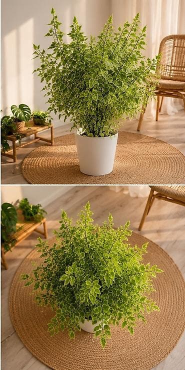 Фикус Бенджамина, пестролистный - Живое декоративное растение с — 4