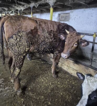 телята телки: Продаю | Корова (самка) | Для разведения | Привязанные — 4