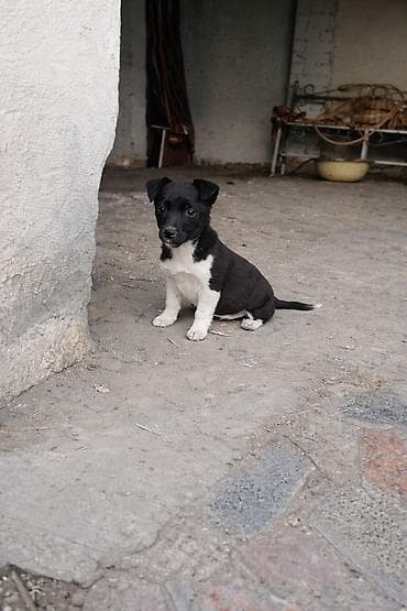 Ит бекер берем: Девочка. 3 месяца. отдадим бесплатно. вырастет небольшого роста — 1