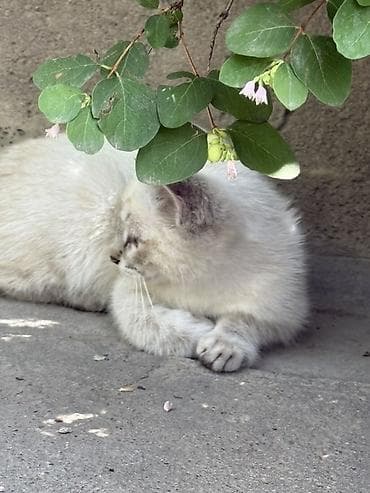Мышыктар сатылат: 3 айлык, Эркек, Ак, Лотокко барууга үйрөтүлгөн — 3