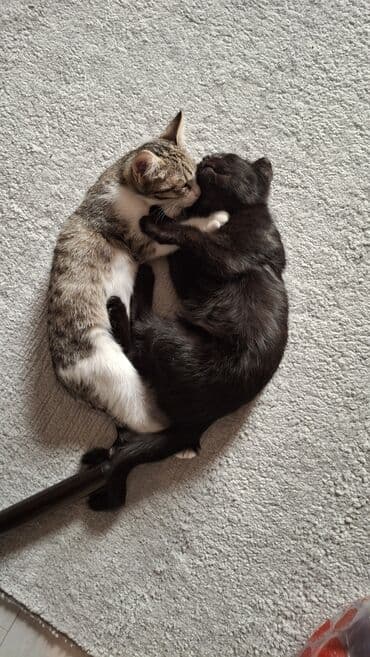 египетская кошка 2021 оригинал: Котята в добрые руки 2 месяца маму тоже отдаём в добрые руки девочка — 12