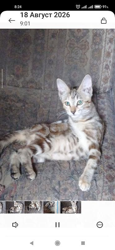 Скотиш Страйт (Шотландская прямоухая), 3 месяца, Девочка — 7