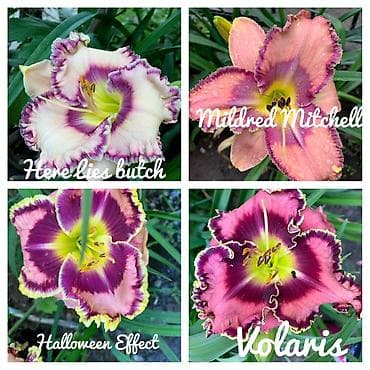 растения цветы: Сортовые лилейники. Сорта на фото: - Lavander Blue Baby – — 2