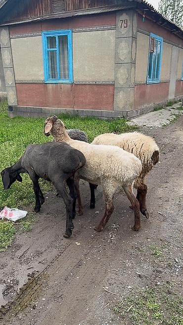 продам голубей: Продаю | Ягненок | Для разведения — 1