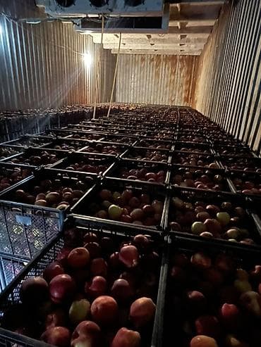 4 pot: Яблоки Превосходное, Оптом — 3