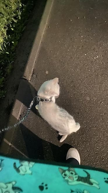 cool guy: Лёгкая переноска-рюкзак для кошек с прозрачным окошком + шлейка с — 1