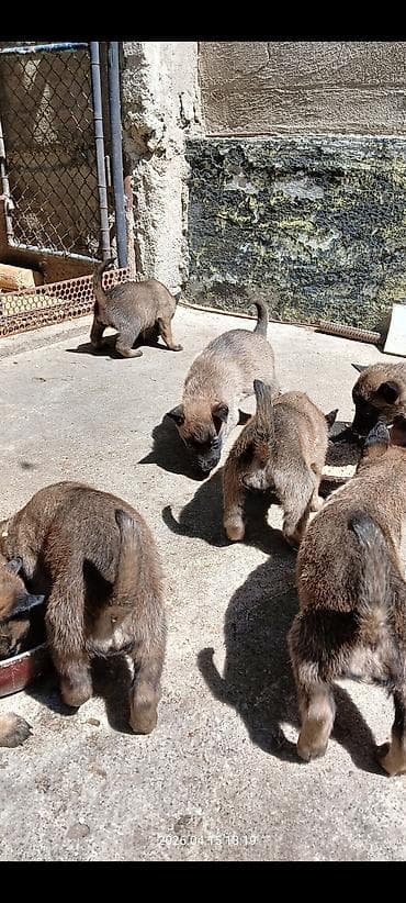 породистые кошки бишкек: Щенки бельгийской овчарки (малинуа) - Помёт от рабочих родителей на — 3