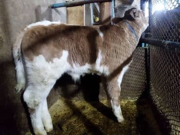 Ковролин: Сатам | Музоо | Бордоп семиртүү үчүн | Байланган — 2