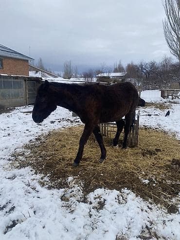 Продам с/х животных: Продаю | Жеребец | Рабочий — 2