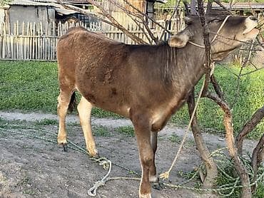 ат сатлат: Продаю | Тёлка, Музоо, торпок | На откорм | Отела не было — 3