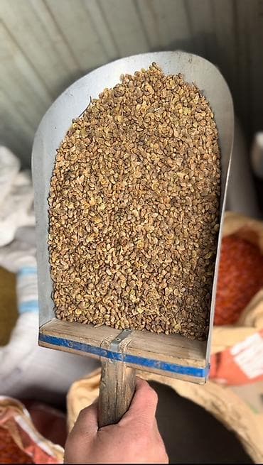 Продукты питания: Беде урук,1-сорт 99%онот кепилдик беребиз Жугору уруктурлору бар — 6