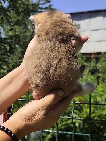 Животные: Очаровательные котята с золотистым окрасом шиншилла/голден (короткая — 5