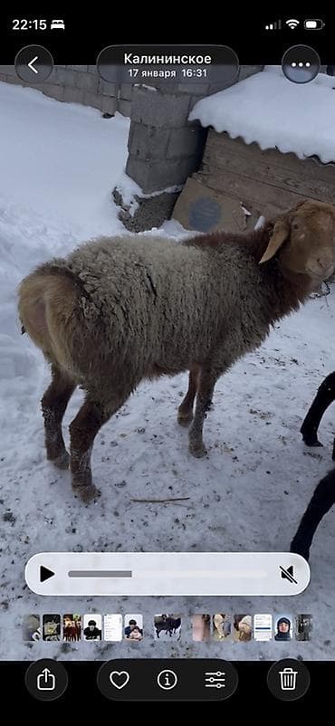 Продаю | Овца (самка) | Для разведения | Ярка