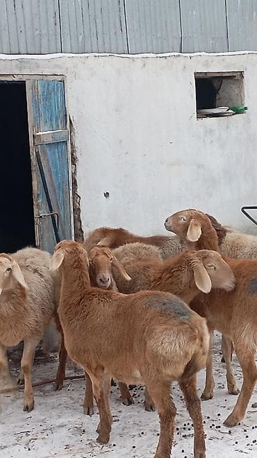 кой сойушка: Продаю | Овца (самка) | Арашан | Для разведения | Ярка — 3