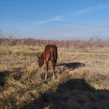 сельскохозяйственные животные продажа: Продаю | Жеребенок | Для разведения — 2