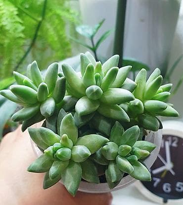 Фикусы: В продаже фикус Белиз - 200 с, сукуленты - 150 с. 
г. Кара-Балта — 2