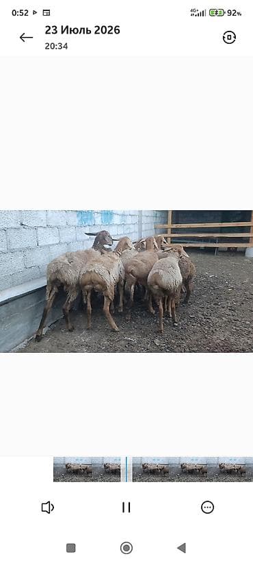 где можно взять кошку: Продаю | Овца (самка) | Для разведения — 3