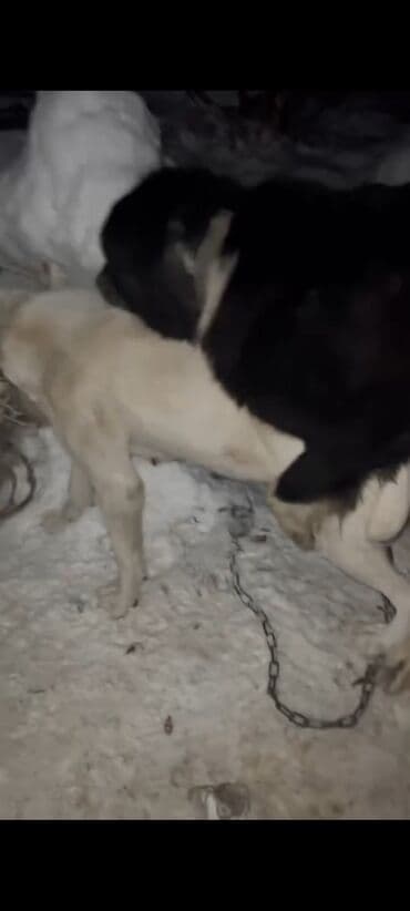 шпиц девочка: Продажа собак — 7