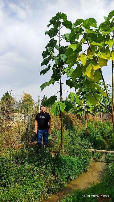 кара орук сорту: ПАВЛОВНИЯ КОЧОТТОРУНУН АКЫРКЫЛАРЫ САТЫЛЫП ЖАТАТ, ШАШЫЛ, УЛГУРОСУН — 5