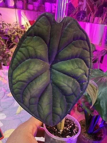 Алоказии — коллекционные комнатные растения Предлагаются алоказии с at lalafo.kg Алоказии — коллекционные комнатные растения Предлагаются алоказии с