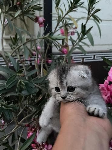 Животные: Скотиш Фолд (Шотландская вислоухая), 2 месяца, Девочка, Серебристая шиншилла, С документами, С прививками, Приучена к лотку — 4