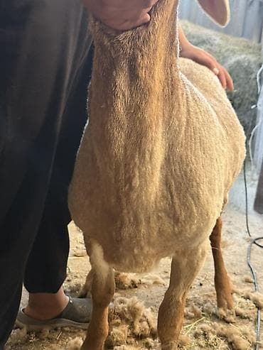 зоопарк бишкек: Сатам | Кочкор (эркек) | Көбөйтүү үчүн | Жасалма жол менен боозутуу — 4