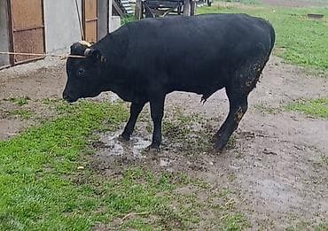 бык 1 5: Продаю | Бык (самец) | На откорм | Привязанные — 5