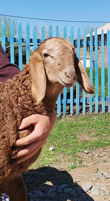 дом кошка: Продаю | Баран (самец) | Арашан | Для разведения | Племенные, Осеменитель — 2