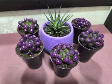 кактус цветы: Композиция из суккулентов в кашпо - Растения: хавортия (несколько — 6