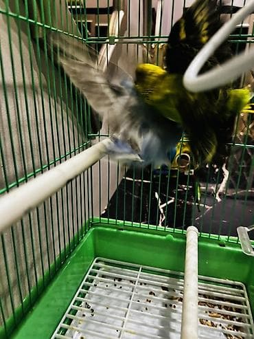 в мире птиц: Волнистые попугаи с клеткой и аксессуарами. Комплект: - Пара — 4