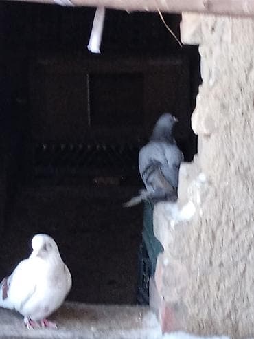 С/х животные и товары: Продаю голуби такла пара 1000сом. Бакинский один шт саммец 500сом — 3