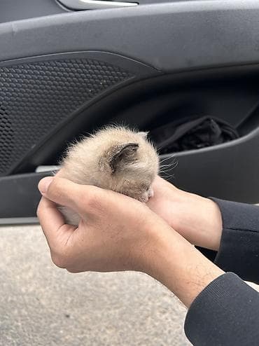 сиамская кошка даром: 1 месяц, Мальчик — 4