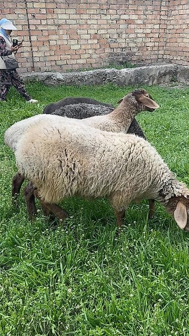 продам голубей: Продаю | Ягненок | Для разведения — 7