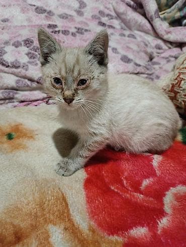отдам даром котенка бишкек: Кошка даром: Сиамская, 1 месяц, Мальчик — 2