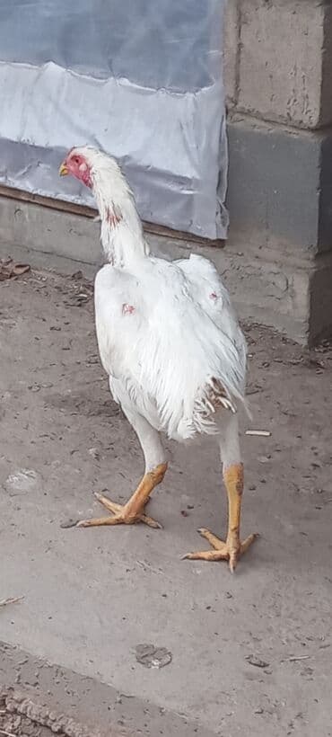 дойный апарат для коров: Продаю | Куры | Дакан | Для разведения — 2