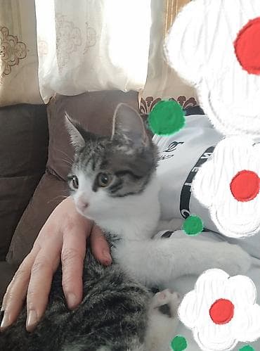 кошка шотландская: Кошка даром: Беспородная, Мальчик, Приучена к лотку — 2