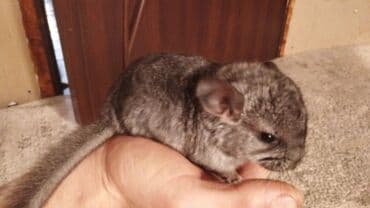 чилийская белка дегу: Продаю шиншиллу он ручной — 11
