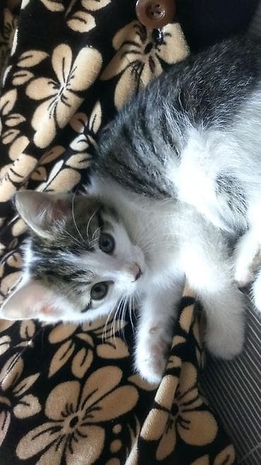 мангал купить бишкек: Отдам котёнка в хорошие руки. мальчик 2 месяца, к лотку приучин. Даром — 6