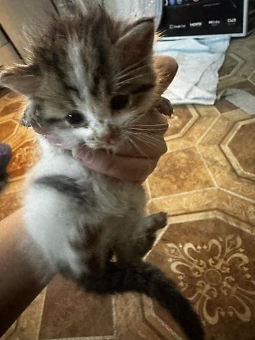 кара балта кошки: Котята-домоседы, помёт из трёх малышей. - Возраст: примерно 4–6 — 1