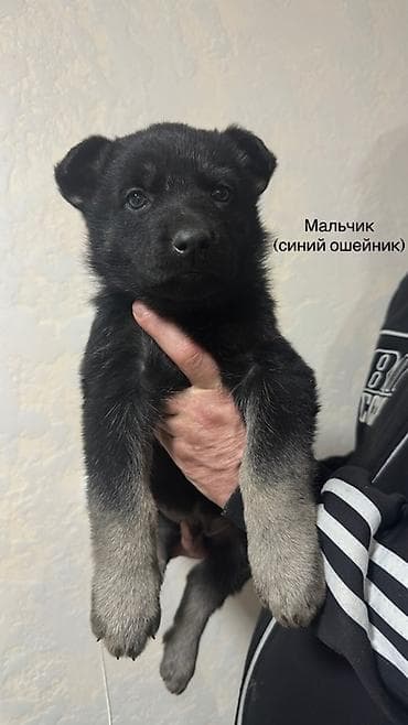 овчарки щенки: Щенки ВЕО 1.5 месяца с родословной . Окрас -чепрачный черный с — 5
