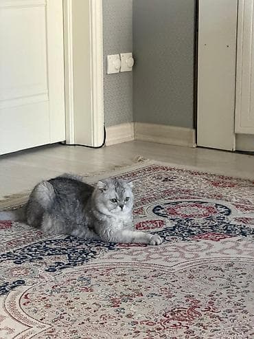 нашли кошку: Отдадим в добрые руки, вместе с лотком,миской и домиком с когтеточкой — 6