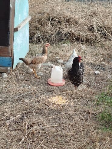 товары для кошек: Тооктор сатылат 4 штук бар алмашу жолдору бар адрес Заря Тынчтык — 1