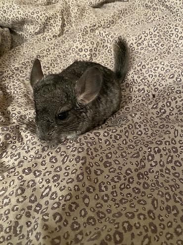 шиншилла цена: СРОЧНО ПРОДАЮ ШИНШИЛЛУ МАЛЬЧИК 1 мальчик Дата рождения 15.01.2026 — 3