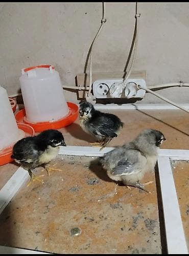 куры австролоп: Продаю цыплят чистокровного австралопа румынской линии — 3