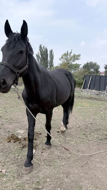 сколько стоит немецкая овчарка в бишкеке: Продаю | Кобыла (самка) | Для разведения — 4