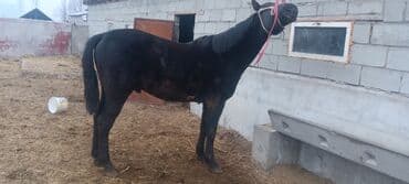 сколько стоит жеребенок купить: Продаю | Жеребенок | Рабочий — 5