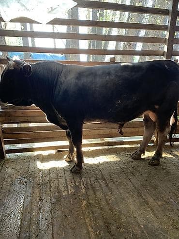 бык ангуст: Продаю | Бык (самец) | Для разведения | Осеменитель — 3