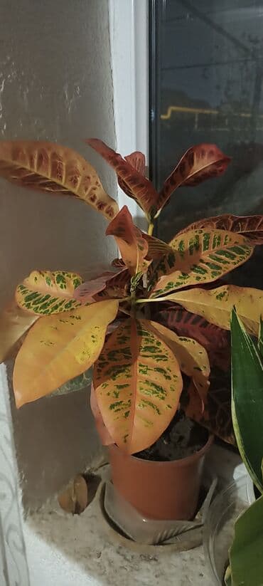 качественные семена купить: Цветы продаю свои !!! 1 и 2 цветок по 500 с а остальные по 350 с — 9