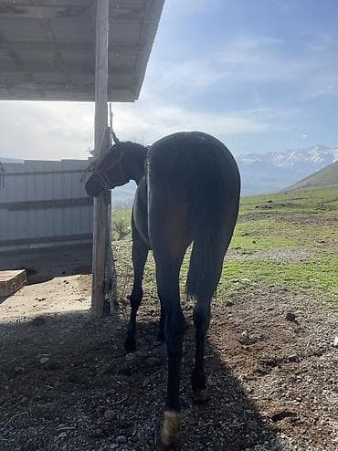 кобыла бее: Продаю | Конь (самец) — 3