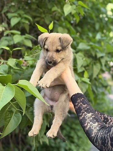 щенок отдам даром: Умный щенок-девочка в добрые руки. Ищем дом для чудесной малышки! Была — 2